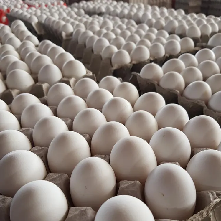 सफेद ताजा चिकन तालिका अंडे/कृत्रिम <span class=keywords><strong>शुतुरमुर्ग</strong></span> अंडे बिक्री के लिए