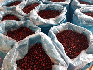 ลูกอมกาแฟเข้มข้นกลิ่นคาปูชิโน่ทำมือสไตล์เวียดนามตัวเลือกสูงสุดสำหรับขวดหมากฝรั่ง - Product Image 4