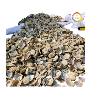 Concha de Abulón Azul Pulida de Color Natural para Incrustaciones de Joyería Artesanal y Aplicaciones Decorativas - Product Image 6