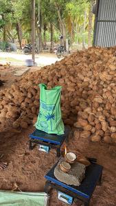 Noix de coco indienne de qualité supérieure (noix de coco semi décortiquée) Pollachi Fruits tropicaux et subtropicaux Noix de coco fraîche mûrie d'Inde - Product Image 3