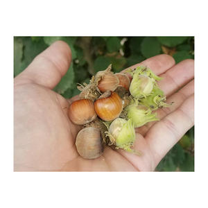 Avellanas a granel a precio de fábrica disponibles para distribuidores - Product Image 1