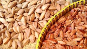 Noix de Pili sauvages germées non salées naturelles à vendre - Product Image 2