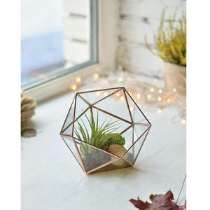 Best Quality Vintage Collection Clear <b>Glass</b> <b>Terrarium</b> Black Finished Iron Frame Geometric Shape for Garden & Office Decorations - Product Image 4
