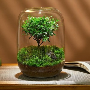 Terrario <span class=keywords><strong>in</strong></span> Vetro Trasparente Fai-da-Te 16x22 cm, Vaso per <span class=keywords><strong>Piante</strong></span> <span class=keywords><strong>Grasse</strong></span>, Felci e Micro-Paesaggi, per Casa e Ufficio, Vendita all'Ingrosso - Product Image 6