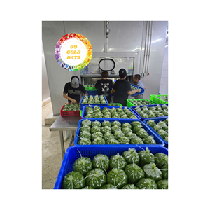 VENTE EN GROS FEUILLES DE MANIERE PURE TERRE INGRÉDIENT IDÉAL POUR L'APPROVISIONNEMENT DE CUISINE RÉGIONALE PAR LE FOURNISSEUR DU VIETNAM - Product Image 2