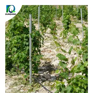 2024 Poteau de vignoble galvanisé à chaud Ventes directes d'usine Poteau de clôture de vignoble galvanisé