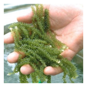 Alga marina de uva de mar de primera calidad para exportación, alga marina de uva de mar fresca rica en nutrientes, la mejor opción para ensaladas y platos gourmet - Product Image 2