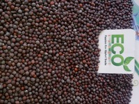 Usine directe herbes simples épices matière première de graine de moutarde séchée pour graine de moutarde de haute qualité de seigle