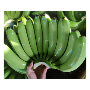 Plátano Cavendish Verde Fresco - Plátano Fresco - Frutas y Verduras Frescas de Buena Calidad de Vietnam - Product Image 4
