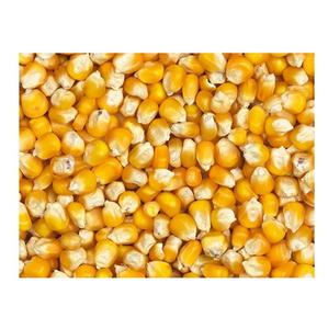 Venta de Granos de Maíz Amarillo para Alimentación Animal / Maíz para Alimentación Animal - Product Image 2