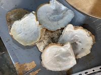 Coquilles de nacre naturelles sur mesure, idéales pour la revente par les magasins de fournitures de coquillages