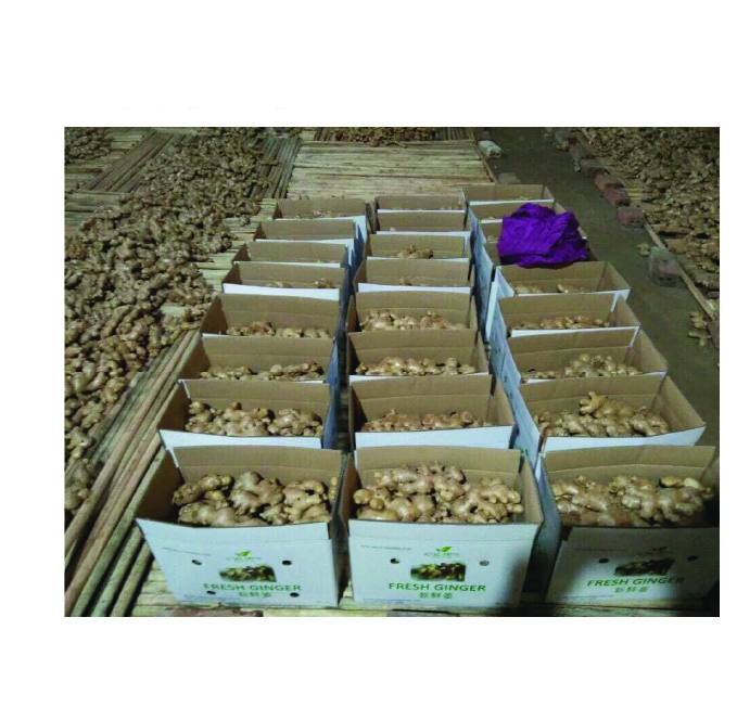 Оптовая продажа свежих имбирных продуктов из Вьетнама, высокое качество