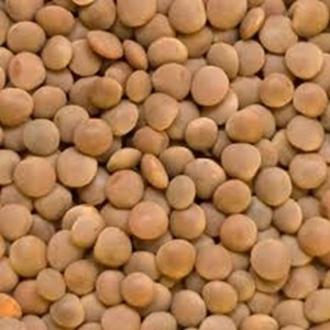 ถั่วฝักยาวสีเขียวแบบแคนาดาอบแห้งสีน้ำตาลและสีแดงสำหรับใช้บรรจุอาหาร - Product Image 1