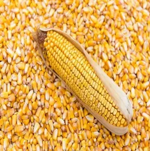 Export Top Selling Non GMO Yellow Corn/ Yellow Corn & White Corn/Air Dried Yellow Corn for Sale