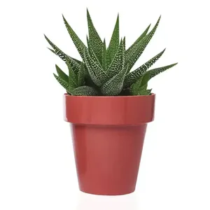 Colore corallo 3 vasi rotondi con piattini trasparenti diametro 14cm resistente UV vasi da fiori e fioriere per la decorazione della casa - Product Image 3