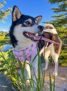 สายรัดสุนัขแบบปรับได้ลายกระบองเพชรน่ารักสายรัดเดินสีชมพูฉ่ำสำหรับสุนัขและแมวขนาดเล็กพิเศษจนถึงขนาดใหญ่ที่ไม่มีห่วงดึง - Product Image 3