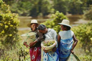 Aceite Esencial de Tagetes de Madagascar SAKAY, 100% Puro e Ingredientes Naturales para Todo Tipo de Piel, Envase Bidón de 30L - Product Image 4
