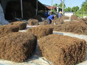 ใบหญ้าเจลลี่-วัตถุดิบเวียดนาม // Ms. jennie - Product Image 5