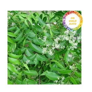 ผงใบสะเดาดิบจากอินเดีย - Product Image 5