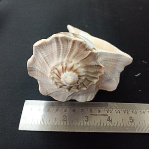 Conchas de mar naturales de gran tamaño, 7 pulgadas, adecuadas para decoración del hogar y uso religioso en patillas - Product Image 6