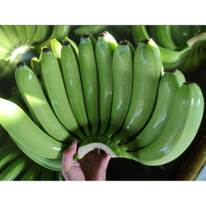 Plátano Cavendish fresco de calidad de exportación disponible en diferentes tamaños cultivados naturalmente y empaquetados de forma segura para su envío - Product Image 5