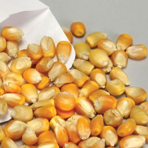 Maïs séché de qualité supérieure, aliment pour animaux, maïs jaune, qualité standard, maïs provenant d'Inde pour la vente à l'exportation - Product Image 6