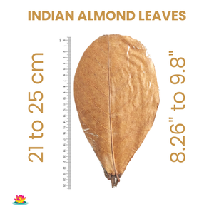 Haute qualité 30 feuilles en plastique d'aquarium d'amande indienne naturelle Catappa 21-25 cm pour l'utilisation des animaux de compagnie - Product Image 1