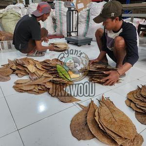 ใบ Catappa หมักสำหรับพิพิธภัณฑ์สัตว์น้ำที่มีคุณภาพดีที่สุดสำหรับปลาสีน้ำตาลที่ดีต่อสุขภาพในราคาที่ดีที่สุดจากอินโดนีเซีย - Product Image 6