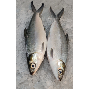 Pescado Congelado – Pescado Congelado de Calidad para Venta al por Mayor - Product Image 6