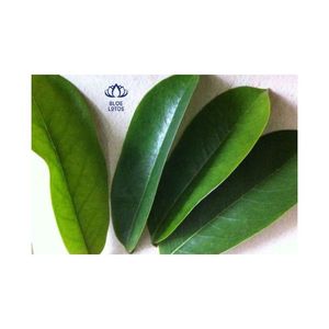 Hojas de bastoncillo saludable de Vietnam, ayuda a la circulación del azúcar en la sangre - Product Image 1