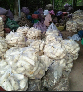 มันเทศขาวออร์แกนิก2025เกรดพรีเมี่ยมสำหรับฟาร์มเก็บเกี่ยวสดใหม่รากมันเทศสีขาว - Product Image 2