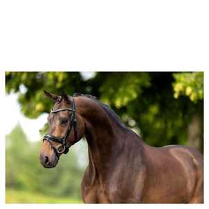 FABRICANTE de brida de caballo de cuero genuino de alta calidad - Product Image 5