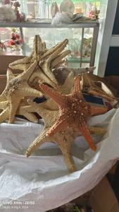 Conchas marinas naturales decorativas, tamaños surtidos, seleccionadas a mano, manualidades, decoración de playa, a granel, respetuosas con el medio ambiente, calidad superior - Product Image 2