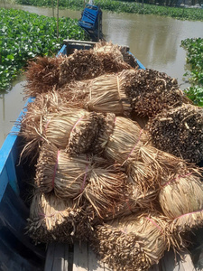 Hyacinthe d'eau séchée écologique pour des produits de style de vie durable - Product Image 5