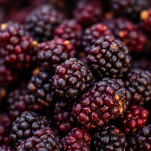 หม่อนแห้งแบบธรรมชาติไม่ใส่น้ำตาลขนมกรอบขนมอบที่ดีต่อสุขภาพชิปผลไม้มังสวิรัติสำหรับอายุการเก็บรักษานาน - Product Image 2