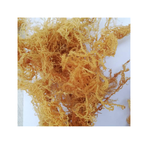 Algues Eucheuma Cottonii séchées, légumes marins naturels pour la production d'agar et de carraghénanes - Product Image 2