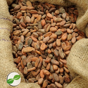 Granos de cacao indonesios de alta calidad, lo mejor para los fabricantes de chocolate como el polvo de cacao - Product Image 2