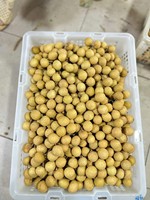 Vietnam Gedroogde Longan Fruit Premium Kwaliteit Bulk Groothandel Export Leverancier