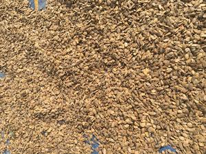 Graines et poudre de Picralima Nitida/Akuamma, produit agricole de qualité supérieure - Product Image 4