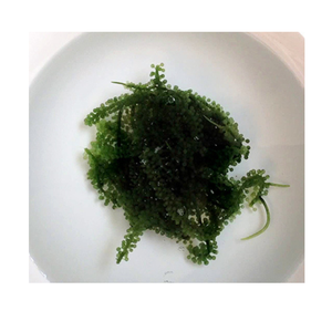 Raisin de mer bio frais et délicieux parfait pour le régime végétalien et Keto - Product Image 3