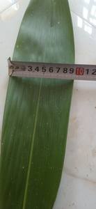 Hojas de Bambú Secas de Vietnam, Hojas de Bambú Secas de Calidad Estable, Venta al por Mayor a Granel para Empaquetado y Proveedores de Artesanías - Product Image 5