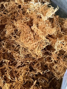 มอสไอริช/ไวท์ซีมอส /Kappaphycus Alvarezii สำหรับอาหารมังสวิรัติอินทรีย์จากผู้ผลิตเวียดนาม - Product Image 6