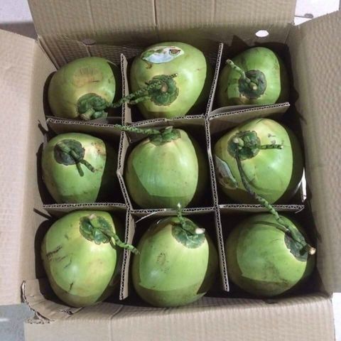 Wholesale Fresh Coconut Young Coconut 100% Natural Cheap Price From Vietnam OEM Packing