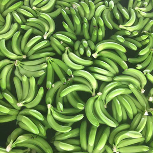 PREMIUM <b>FRESH</b> CAVENDISH <b>BANANA</b> - Product Image 1