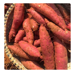 Esta batata se utiliza a menudo en platos festivos y culturales, donde su rico sabor y color vibrante hacen que las comidas sean más especiales - Product Image 5