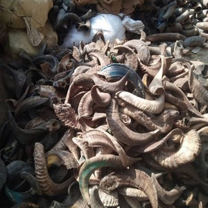 Corne de bélier Corne de bélier finie Corne de bélier brute stockée chez A Z Crafts - Product Image 2