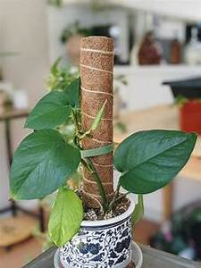 Bâton d'escalade en coco de qualité supérieure fabriqué au Vietnam | Collection 2025 - Product Image 2