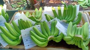 กล้วยควีนดิชออร์แกนิกคุณภาพสูงส่งออกจากฟาร์มเวียดนามในราคาขายส่ง - Product Image 6