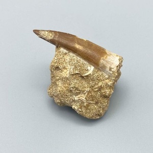 Dientes de Plesiosaurio Fósiles Naturales de Marruecos 100% Naturales para Coleccionistas de Paleontología - Product Image 1