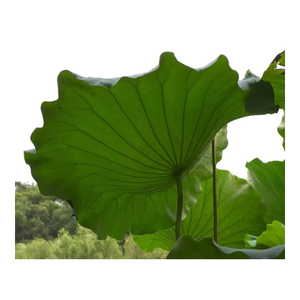 PRIX COMPÉTITIF EN GRANDES QUANTITÉS LOTUS LEAF FABRIQUÉ AU VIETNAM - Product Image 2